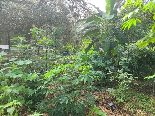 CONTRIBUTE GREEN WASTE&nbsp;🍀