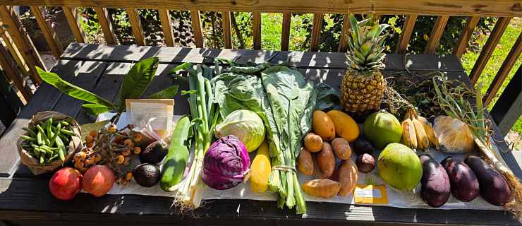 GILCHRIST FOOD FREEDOM&nbsp;⚔️